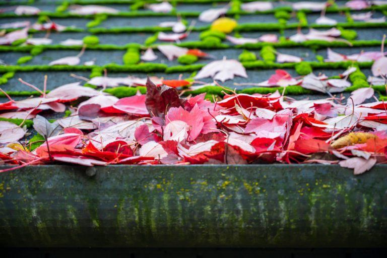 feuille dans une gouttière sans par-feuilles